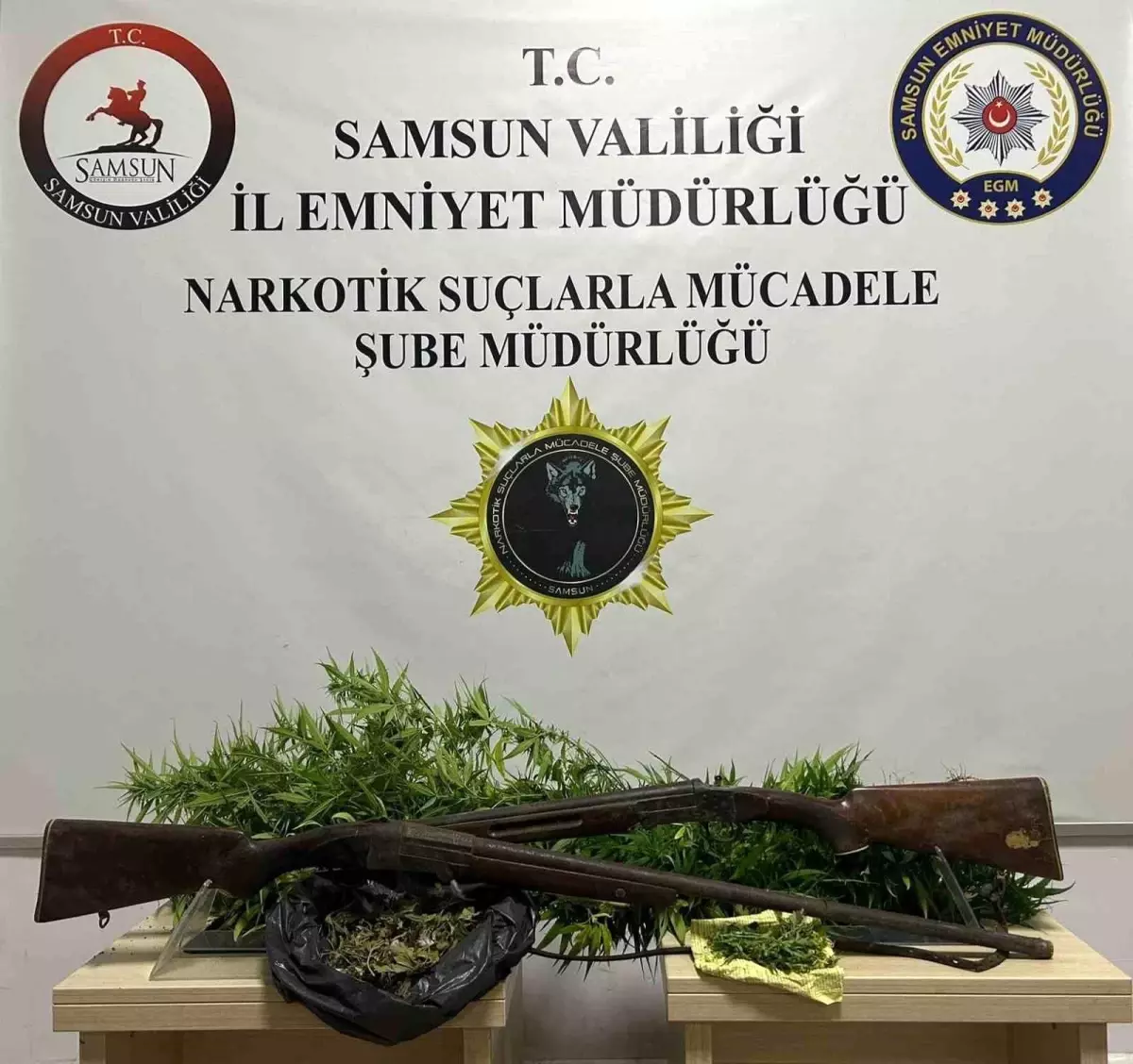 Samsun'da 33 Kök Hint Keneviri Ele Geçirildi