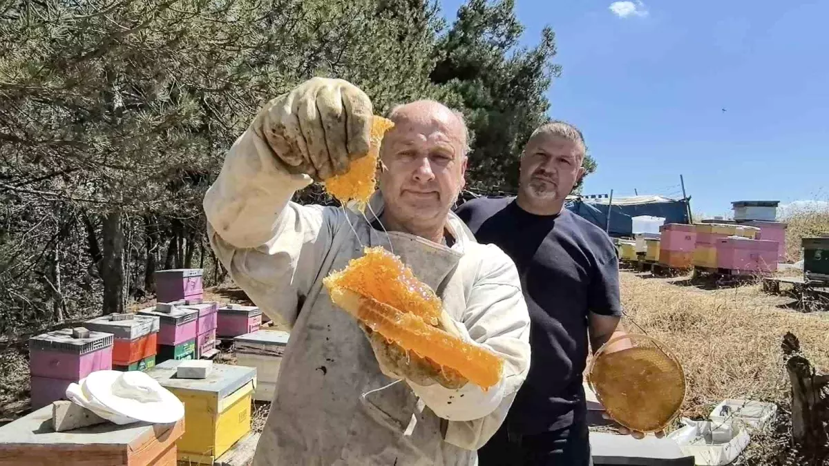 Bursa'da Kara Kovan Bal Üretimi Artıyor