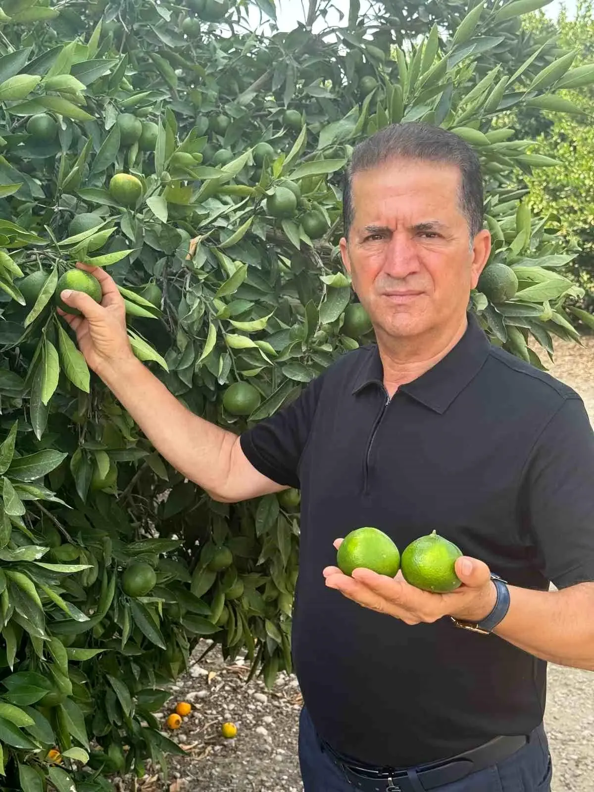 Adana'da Don Olayları Turunçgil Üretimini Olumsuz Etkiledi