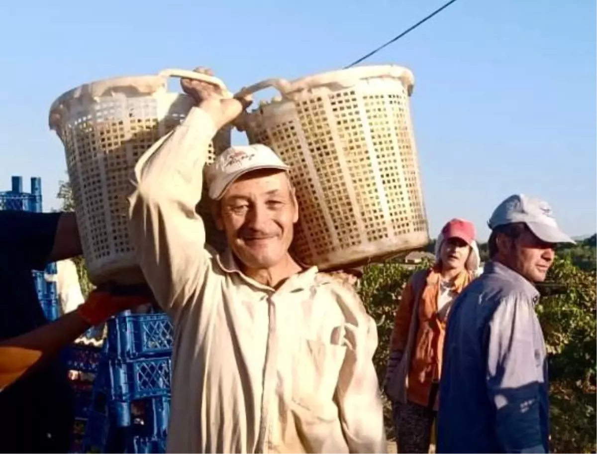 62 Yaşındaki Ali Gubur, Çalışkanlığıyla Gençlere Örnek Oluyor