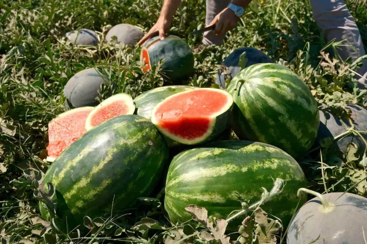 Karacabey Ovası'nda Karpuz Fiyatları Çöktü: Tarlada 30 Kuruş Marketlerde 8,90 Lira
