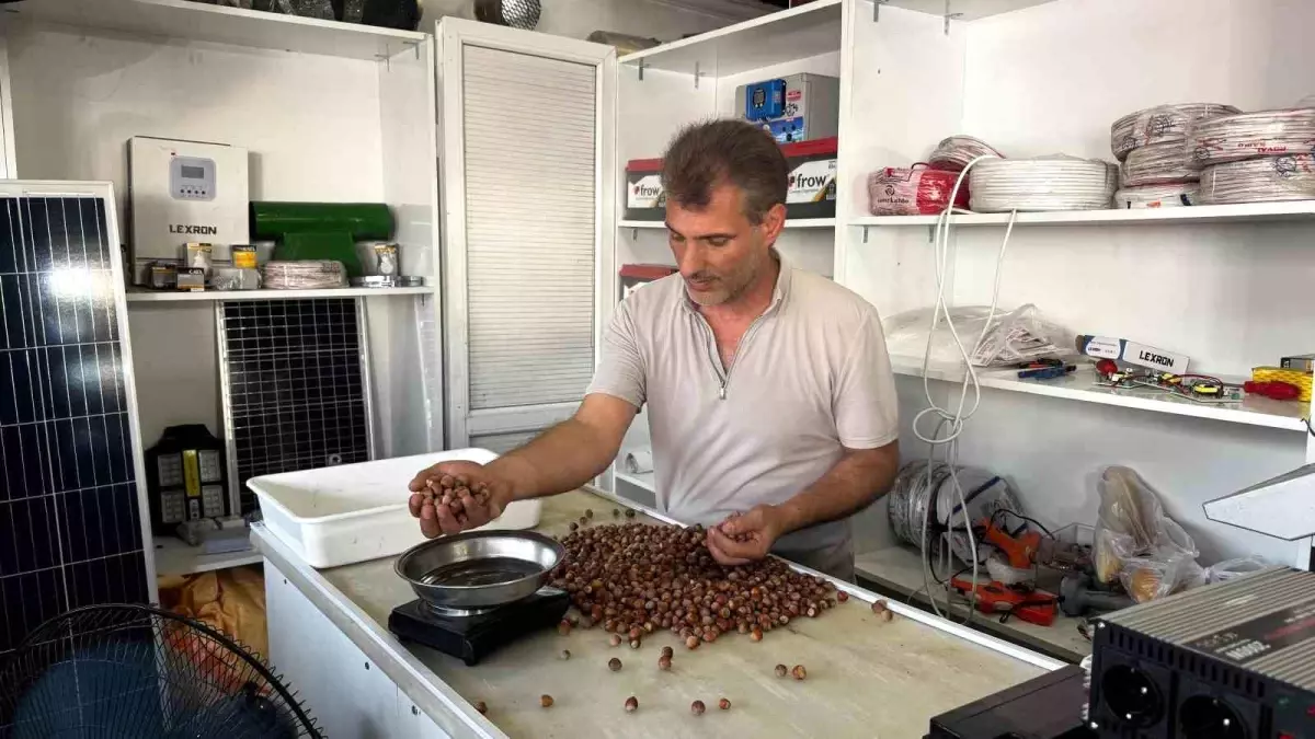 Fındık Rekoltesindeki Düşüş Fiyatları Yükseltti