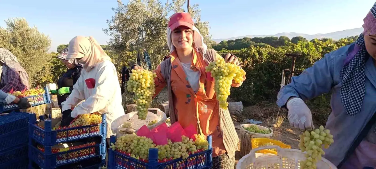 Sarıgöl Ovası'nda Üzüm Hasadı Tüm Hızıyla Devam Ediyor