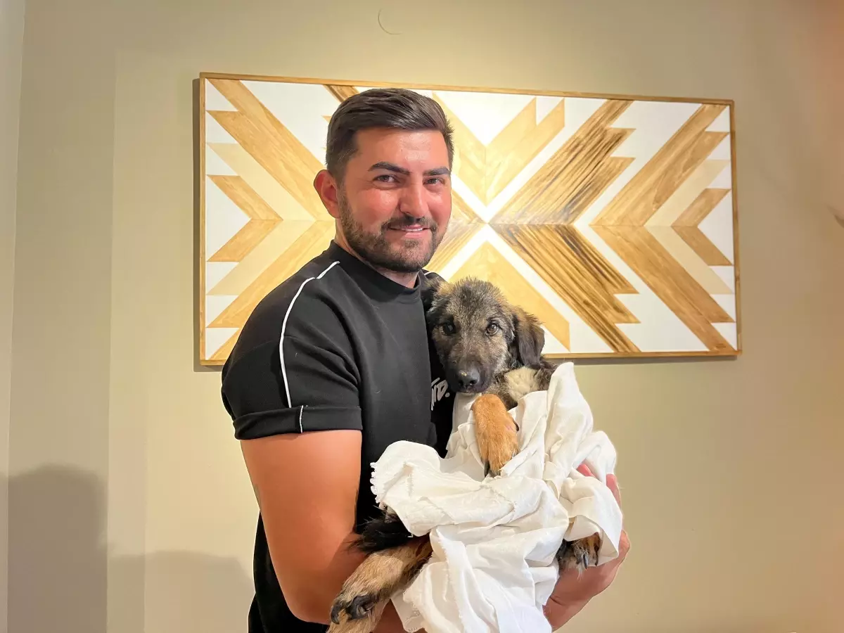 Felçli Yavru Sokak Köpeği Nazlı, Tedavi Edilip Sahiplendi