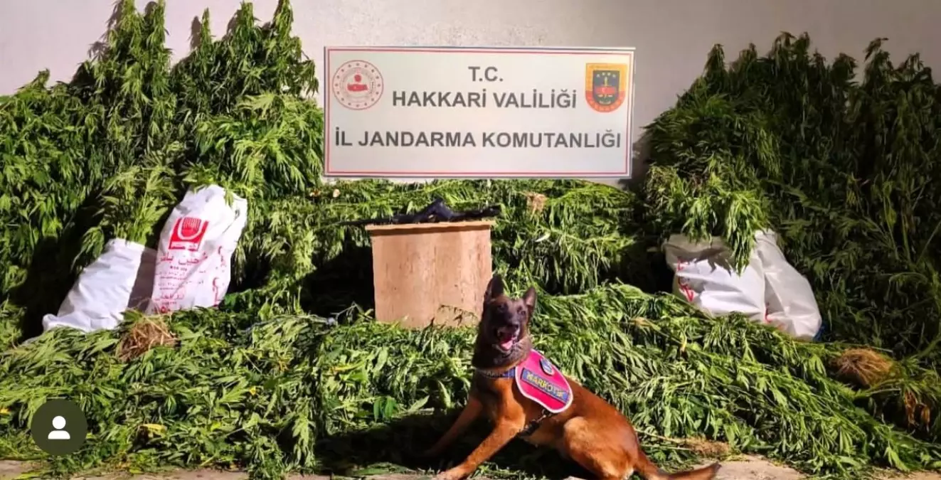 Hakkari'de 630 Kök Hint Keneviri ve 61 Kilogram Esrar Ele Geçirildi