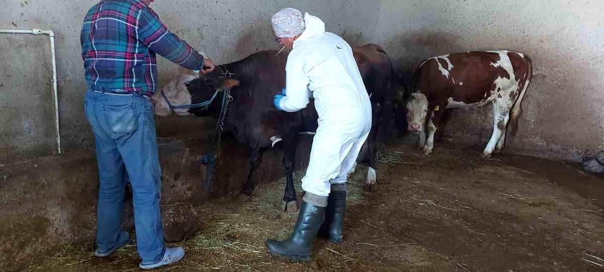 Afyonkarahisar'da Sığır Tüberkülozu Taraması Başlatıldı