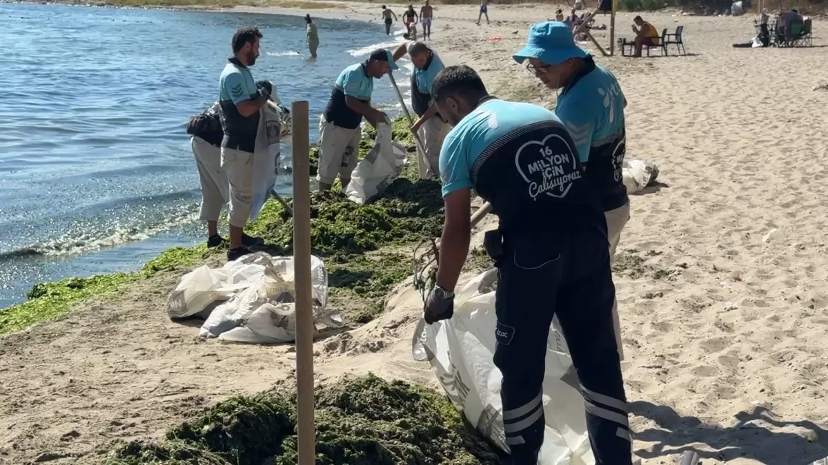 Marmara Denizi'nde Lodos Yosunları Toplandı