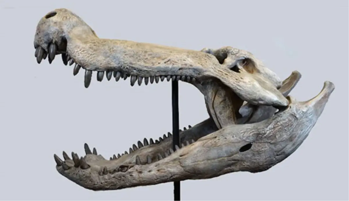 Patagonya'da Dinozorlarla Beslenen Yeni Timsah Fosili Bulundu