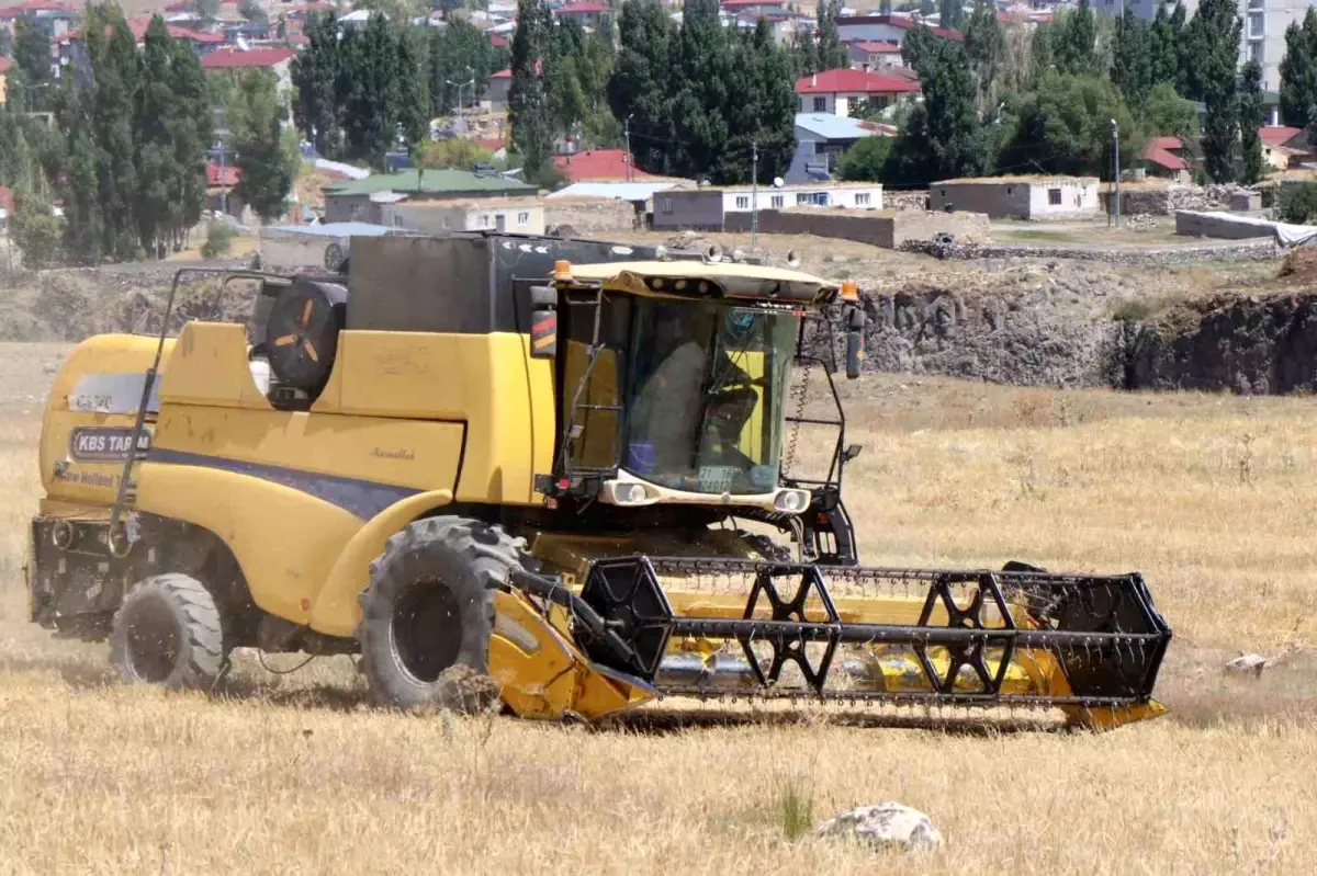 Diyadin'de Buğday Hasadı Coşkuyla Başladı