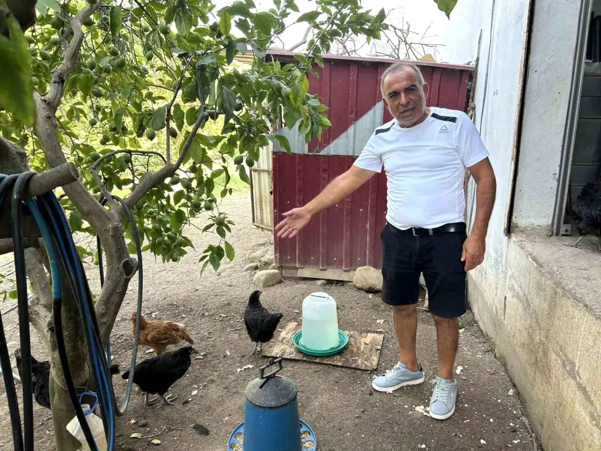 Hatay'da Sokak Köpekleri 70 Tavuğu Telef Etti