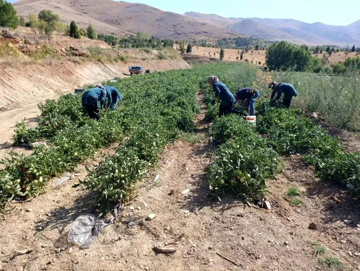 Malatya’da Kadın Kooperatifi Organik Domates Hasadına Başladı