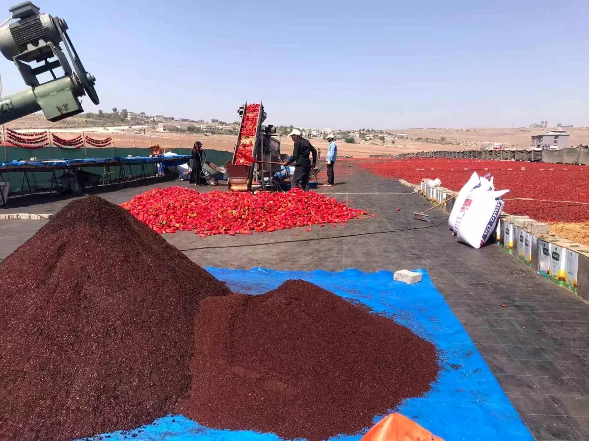 Şanlıurfa’da İsot Üretimi Başladı: Kadınların Emeğiyle Sofralara Geliyor