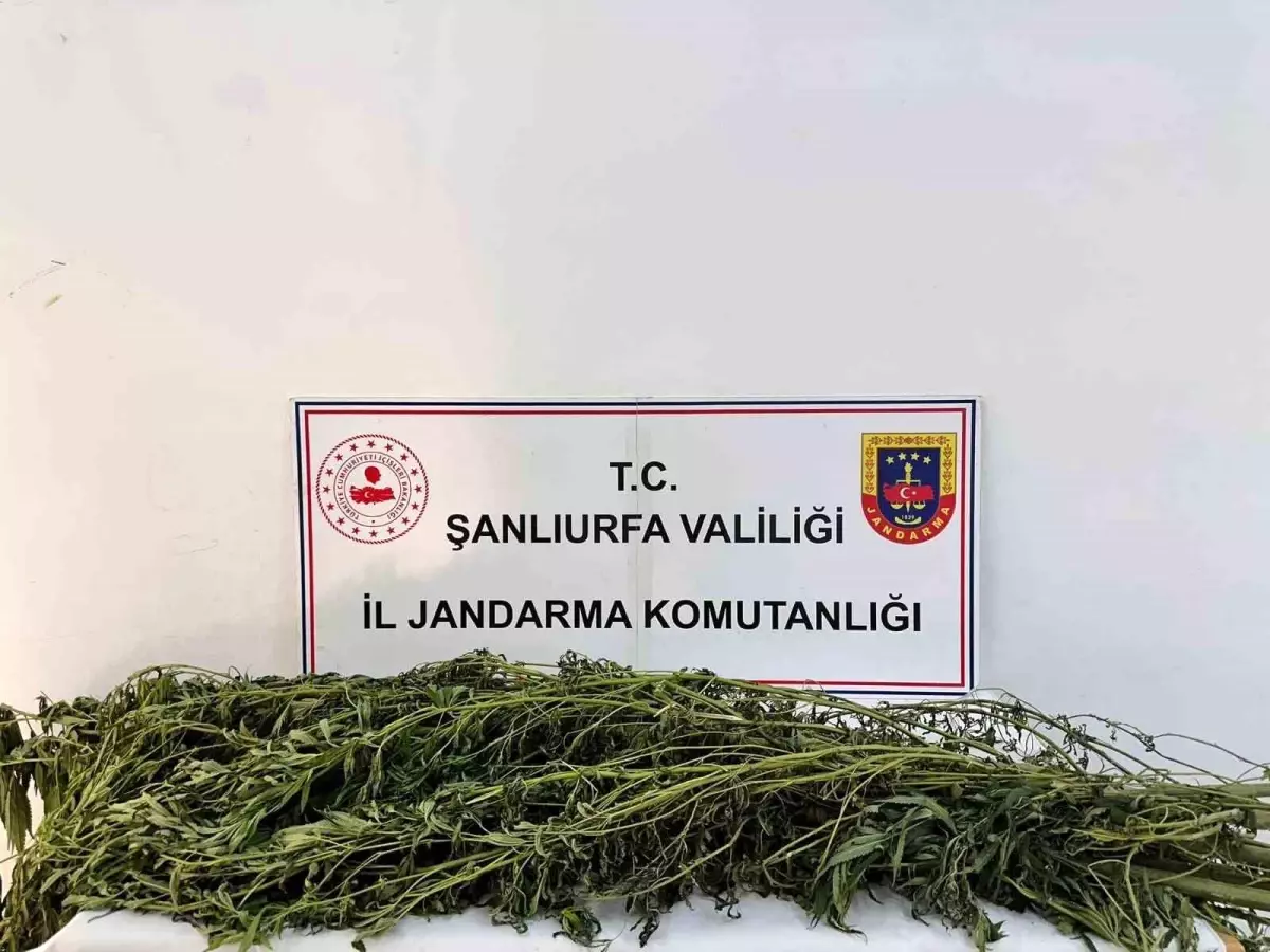 Şanlıurfa'da Uyuşturucu Operasyonları: 42 Gözaltı