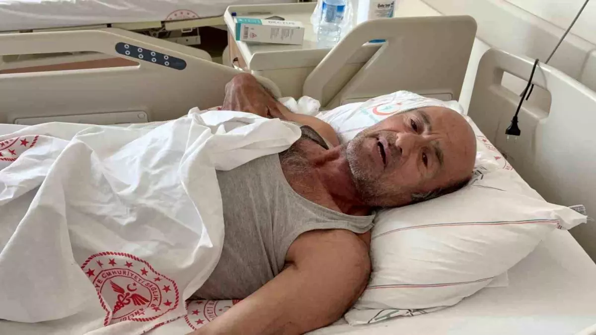 Sakarya'da Ayı Saldırısına Uğrayan Vatandaş Yaralandı