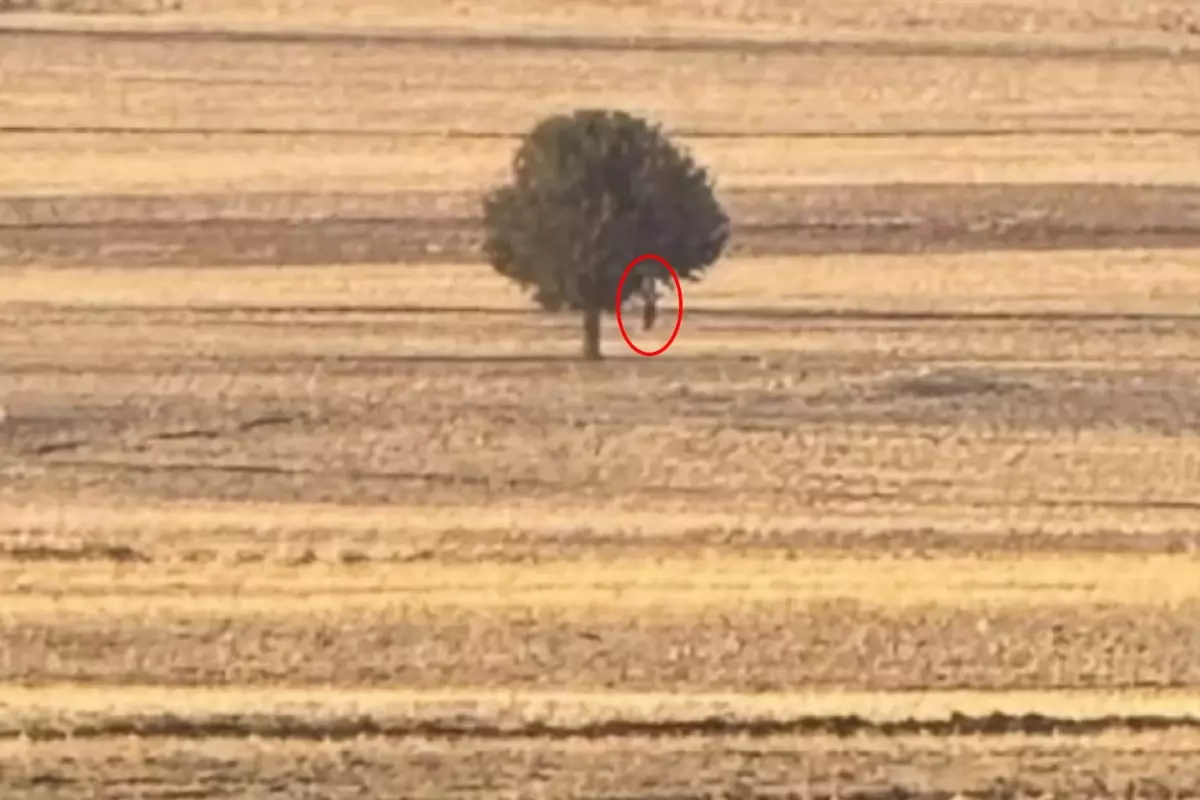 Boş arazide korkunç manzara! Ağaca asılı halde ölü bulundu