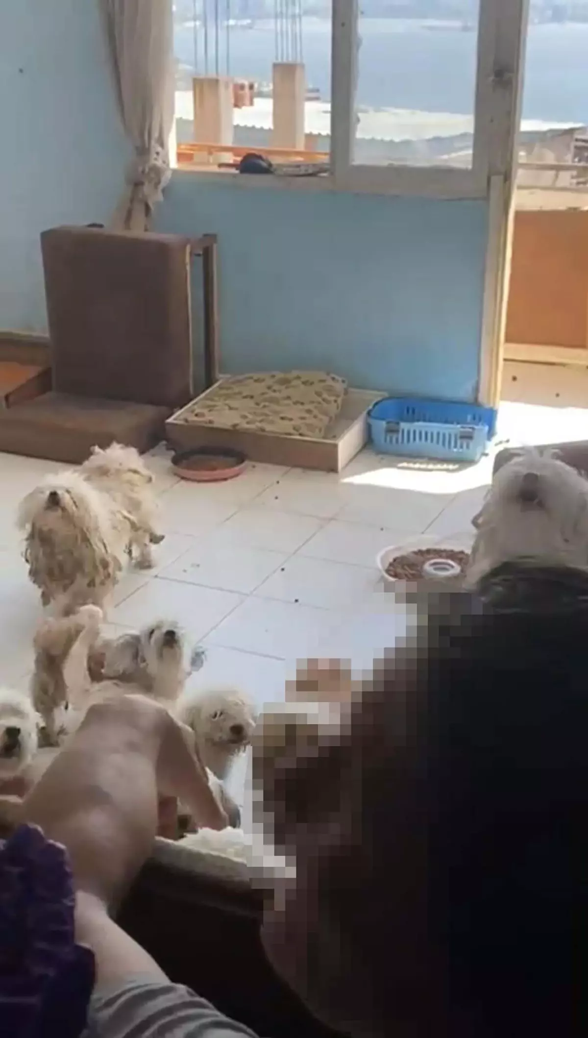 Bayraklı'da 20 Köpek Kurtarıldı: 3. Baskında Hayvan Hakları Federasyonu Ekipleri Devrede
