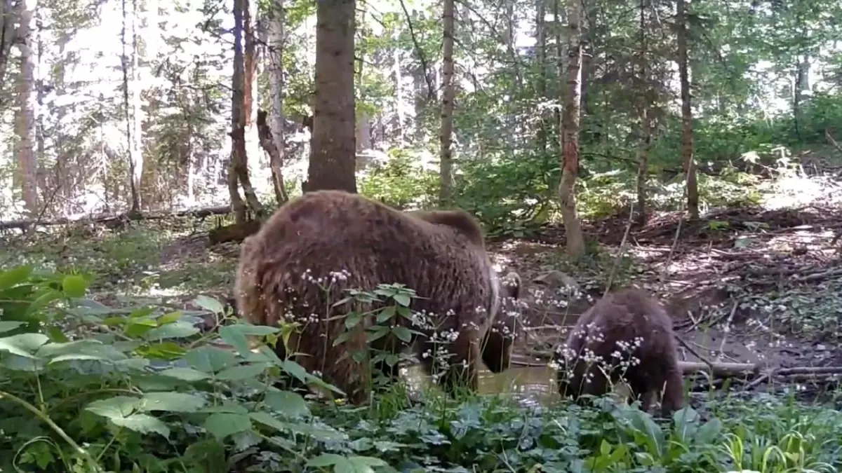 Kastamonu'da Anne Ayı ve Yavrusunun Su İçme Anları Fotokapana Yansıdı