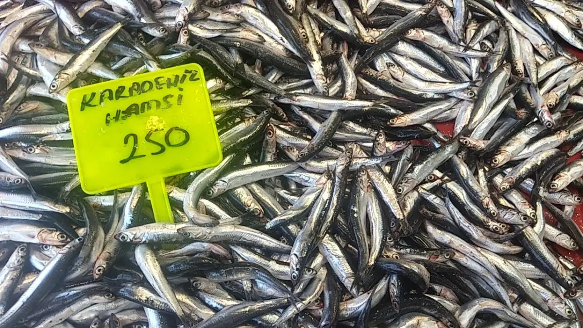 Muğla'da Hamsi Sezonu Açıldı: İlk Hamsiler 250 TL'den Satışta