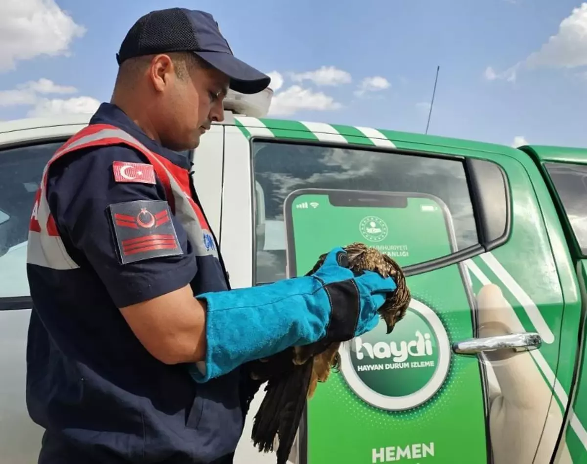 Muş'ta Yaralı Kartal Tedavi Altına Alındı