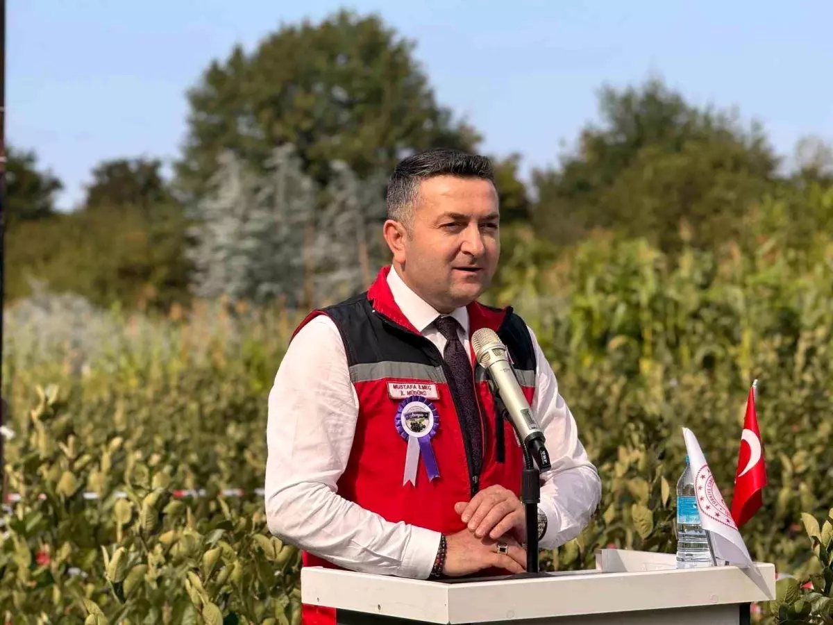 Yalova'da Aronya Hasat Etkinliği Başladı, 250 Ton Rekolte Bekleniyor
