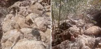 333'ü birinin peşinden gitti, zarar çok büyük