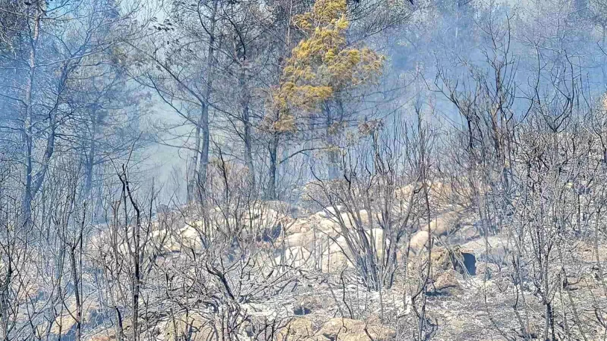 Bodrum'daki Orman Yangınına Hızlı Müdahale
