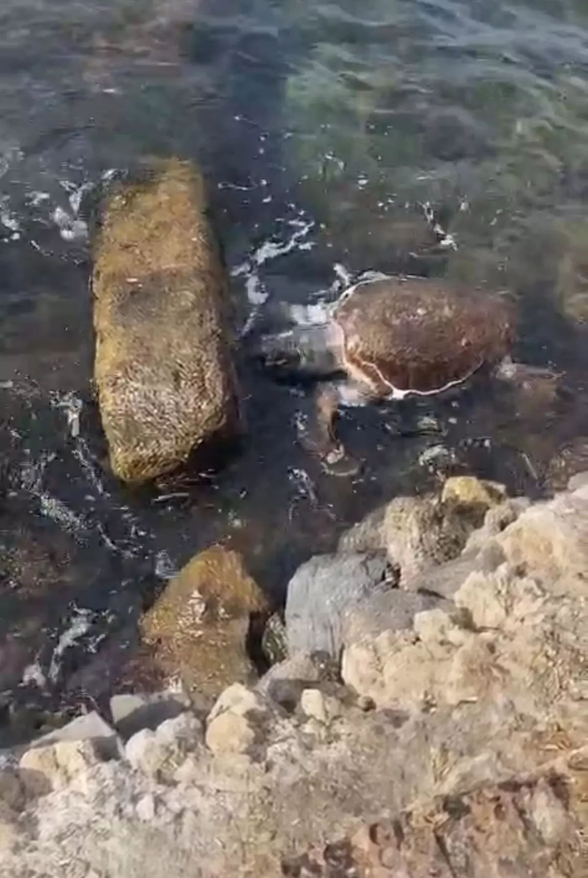 Çanakkale'de Caretta Caretta Deniz Kaplumbağası Ölüsü Bulundu