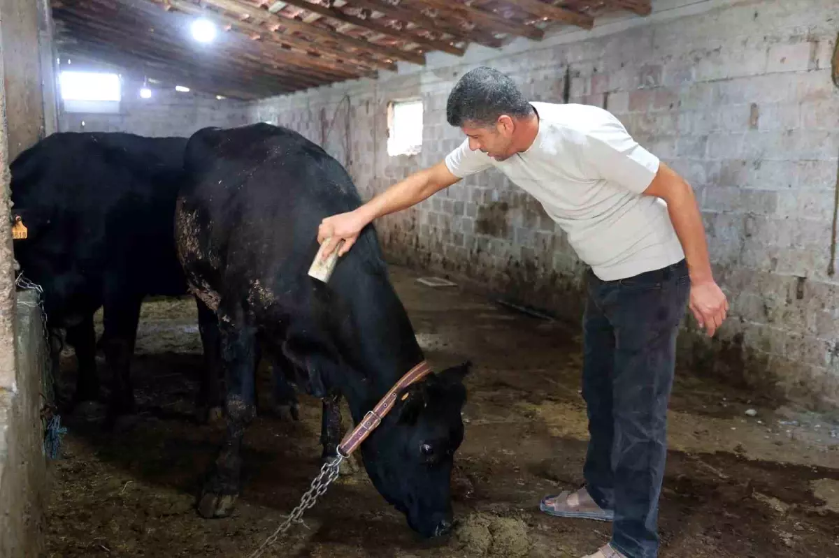 Kırsalda Bereket Projesi İlk Meyvesini Verdi: Elazığ'da Angus Sayısı 23'e Ulaştı