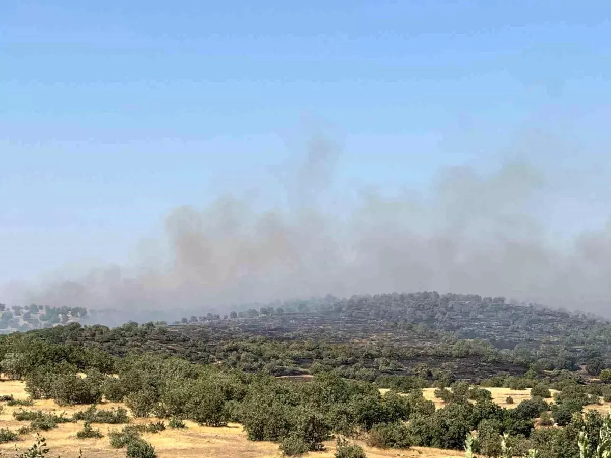 Mardin'de Orman Yangınına Müdahale Devam Ediyor