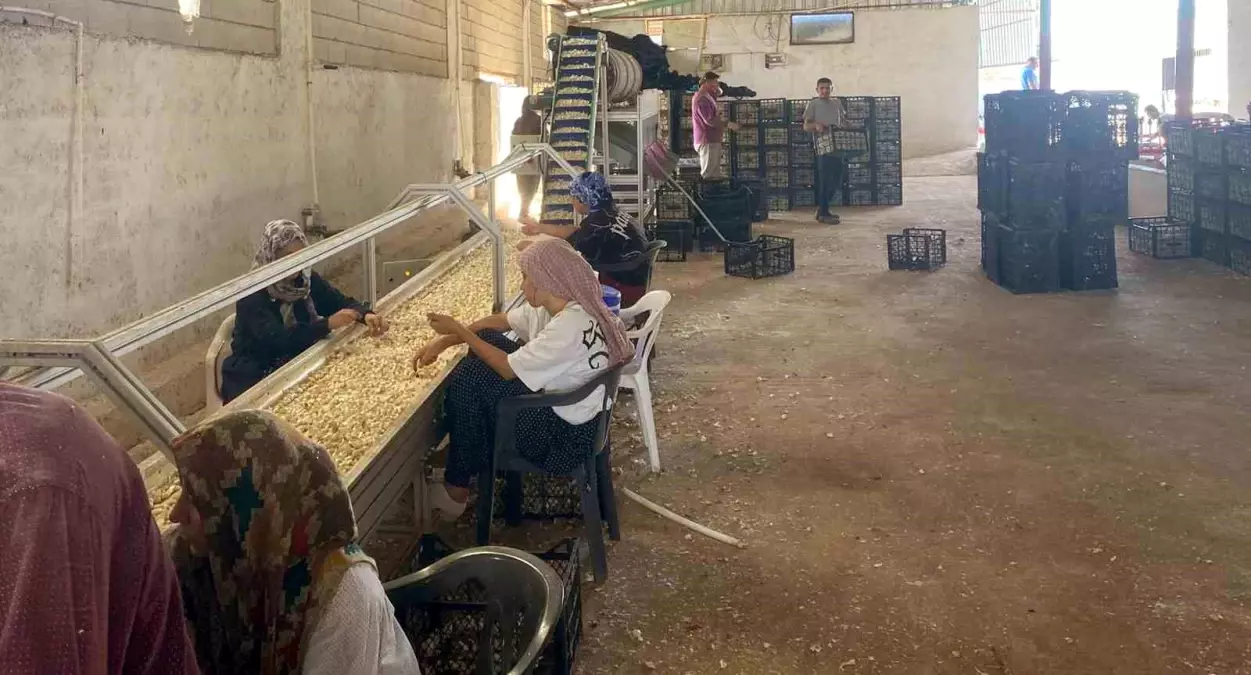 Araban Sarımsağı için Yerli Tohum Tesisi Kuruldu