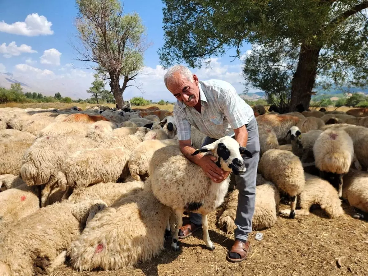 Çoban Ücretlerindeki Fahiş Artış, Üreticileri Zor Durumda Bıraktı
