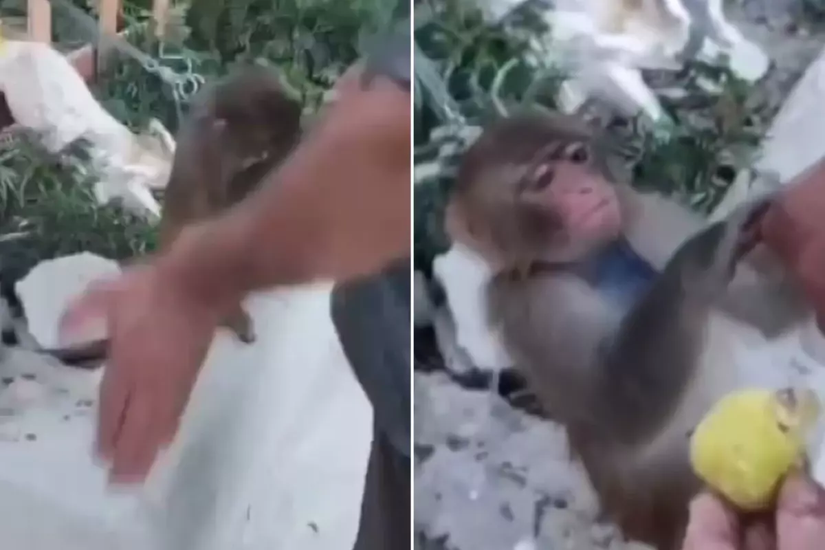 Çobanın tokat attığı maymun koruma altına alındı