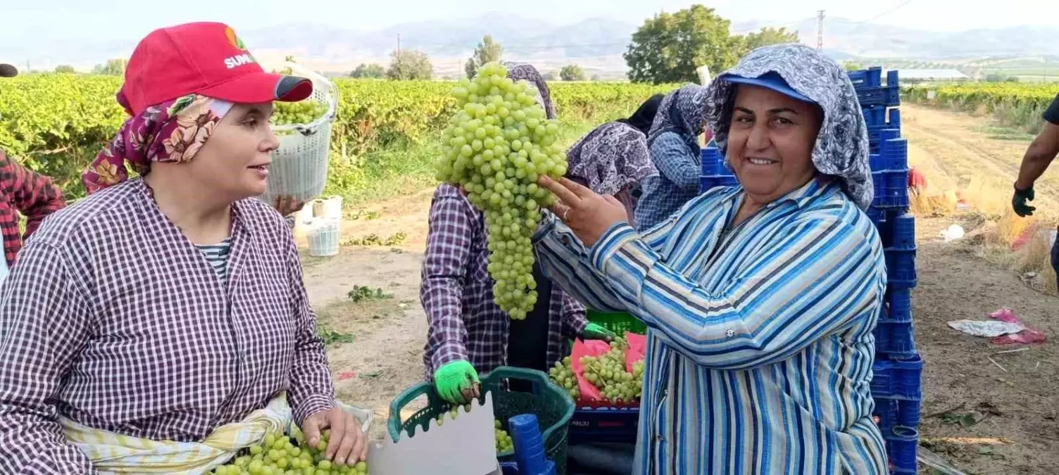 Manisa'da 5.5 Kilogramlık Dev Üzüm Salkımı Hasatta Bulundu