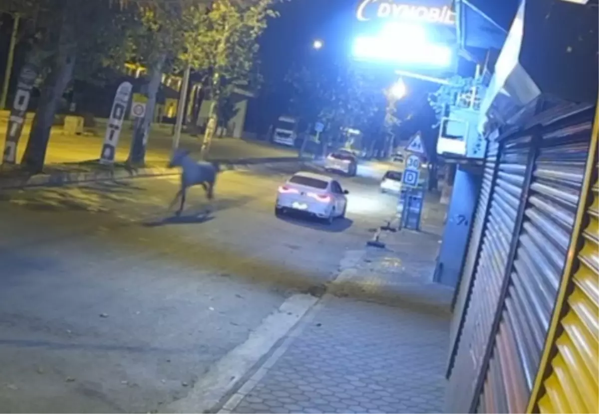 Ceyhan'da Koşan Başıboş At, Otomobile Çarptı