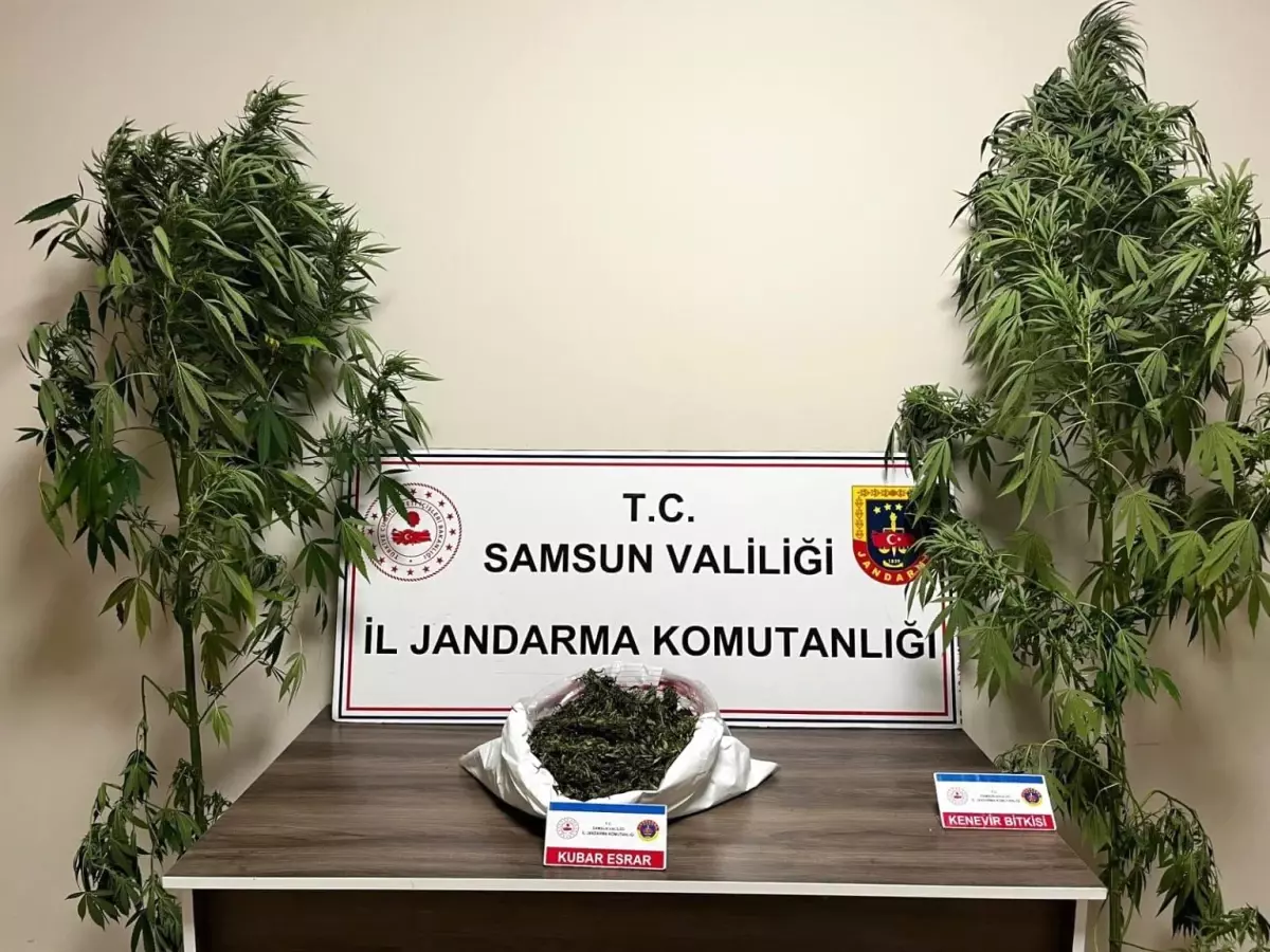 Samsun'da Uyuşturucu Operasyonu: 3 Kilo Esrar ve 2 Kök Kenevir Ele Geçirildi