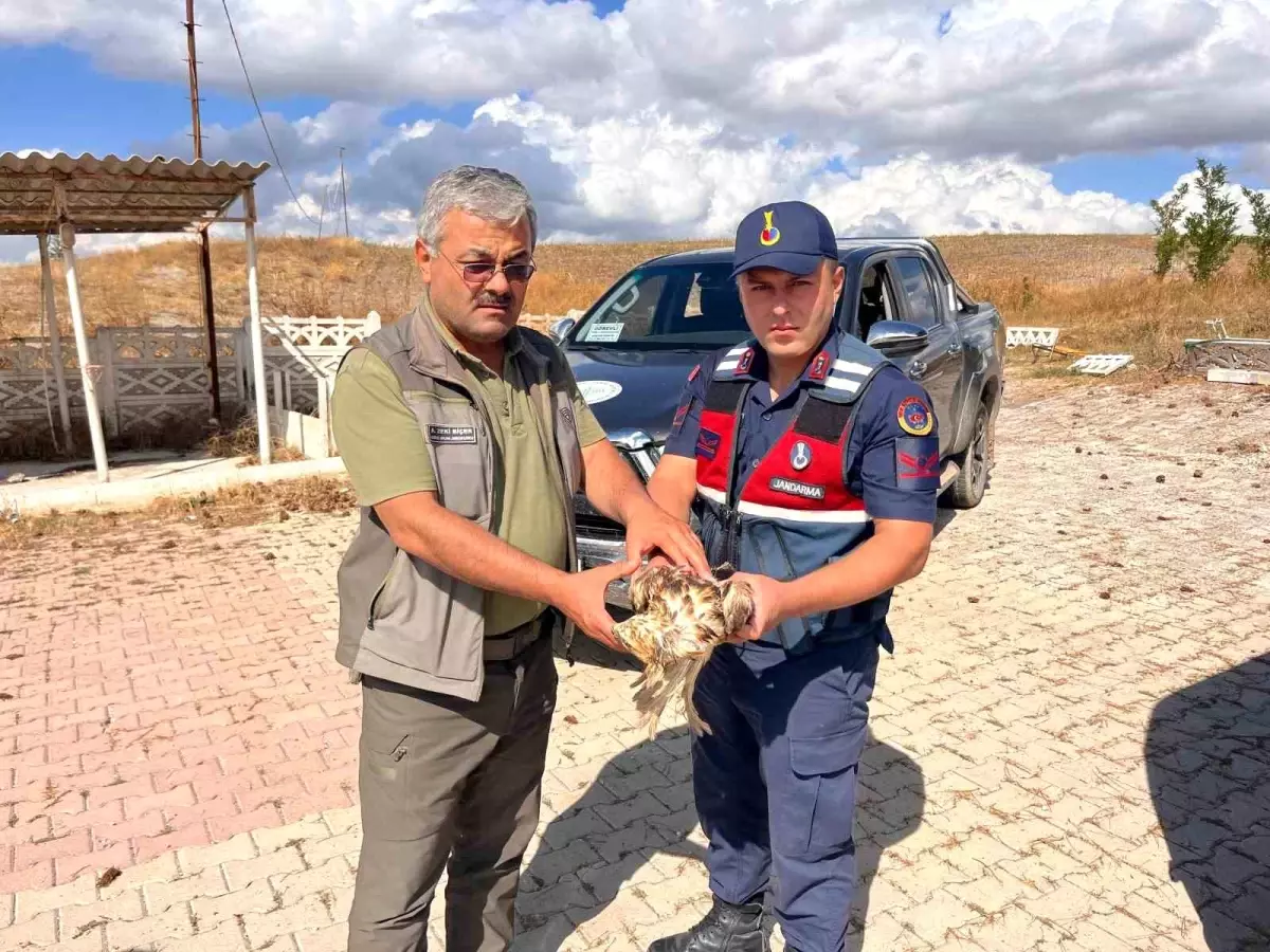 Çorum'da Yarıyalan Şahin Jandarma Tarafından Kurtarıldı