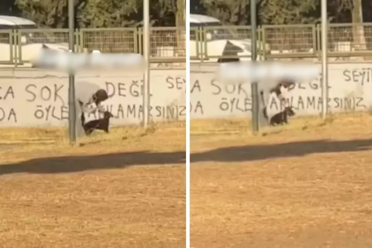 Boş arazide köpeğe işkence etti