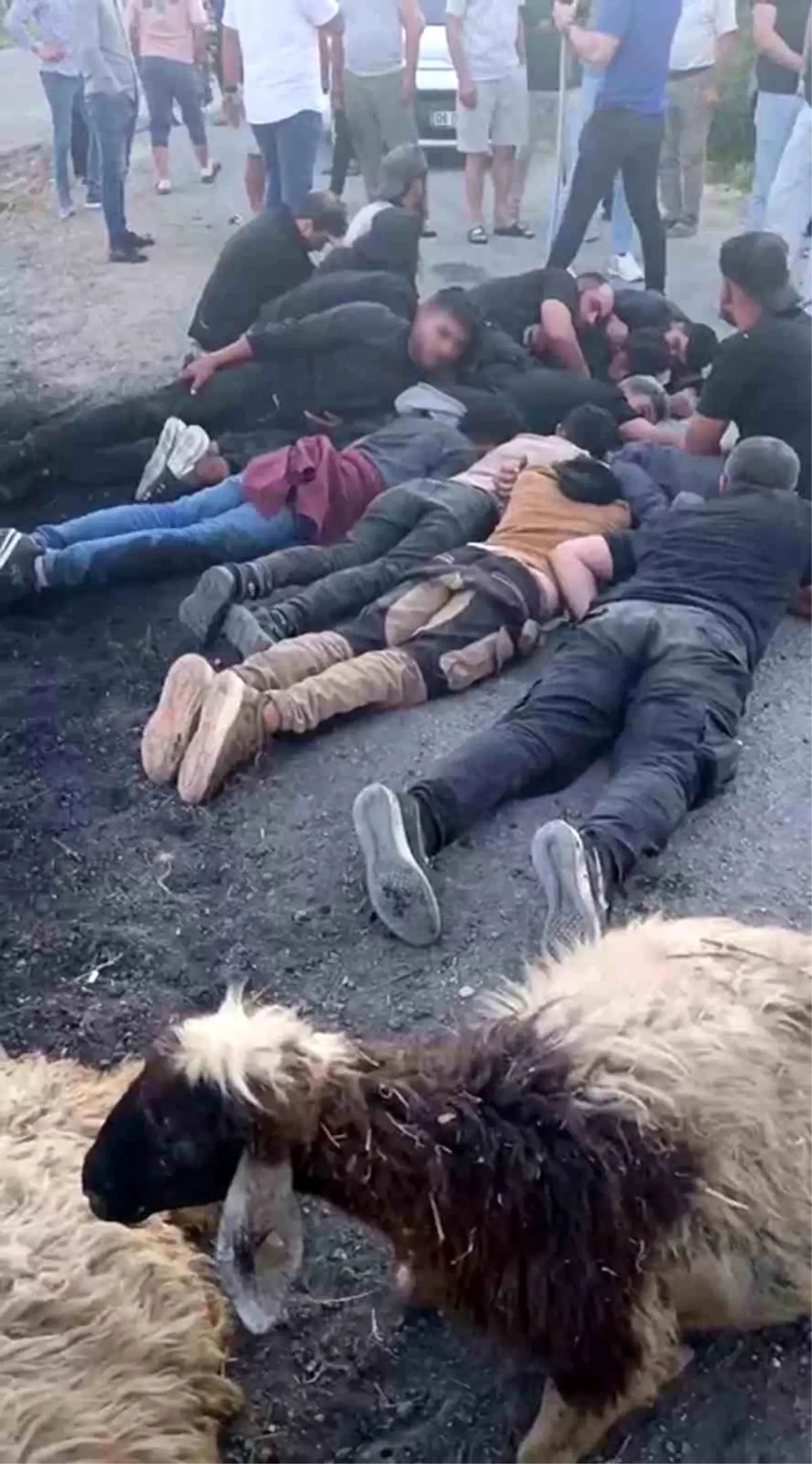 Hatay'da Koyun Sürüsüne Çarpan Sürücü Kaçak Göçmenlerle Kaçtı