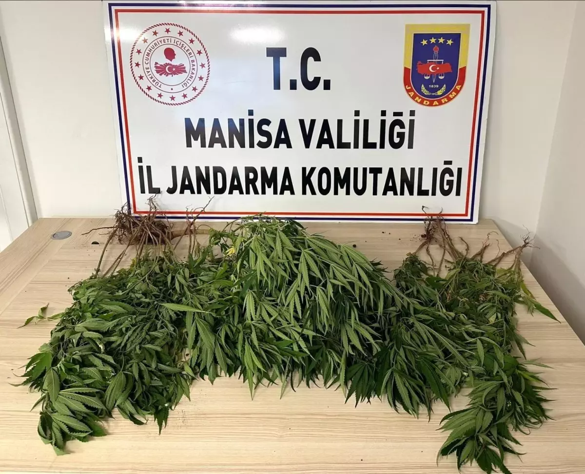 Manisa'da Yasa Dışı Kenevir Ekimi Operasyonu: 1 Tutuklama
