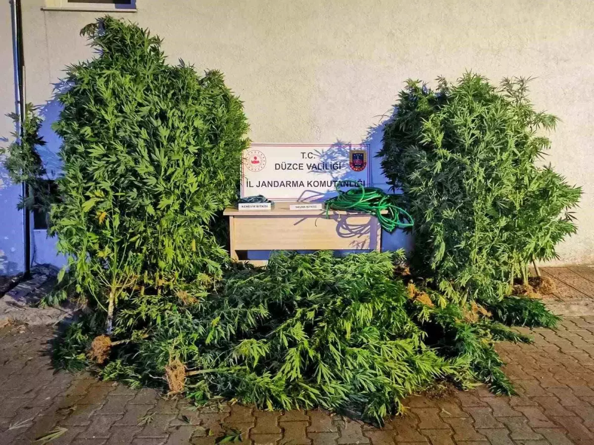 Düzce'de Uyuşturucu Operasyonunda 44 Gözaltı, 6 Tutuklama