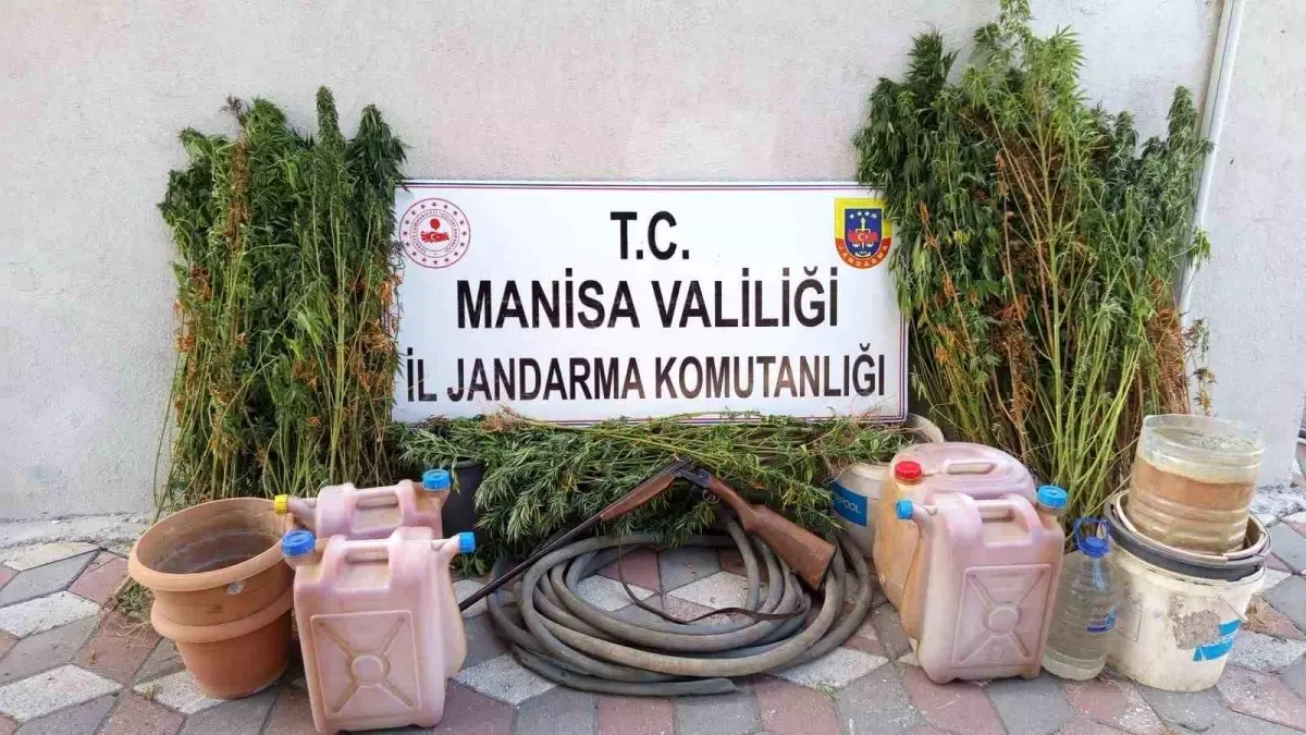 Manisa'da Yasa Dışı Kenevir Eken Kişi Tutuklandı