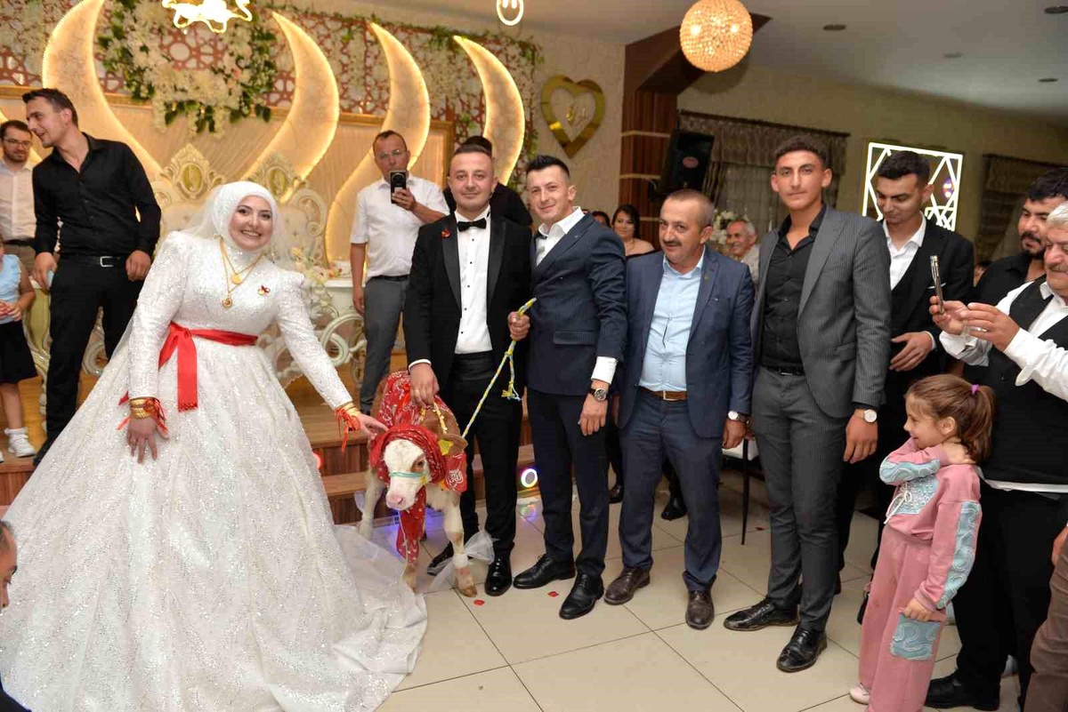Kastamonu'da Düğün Hediyesi Olarak Buzağı Verildi