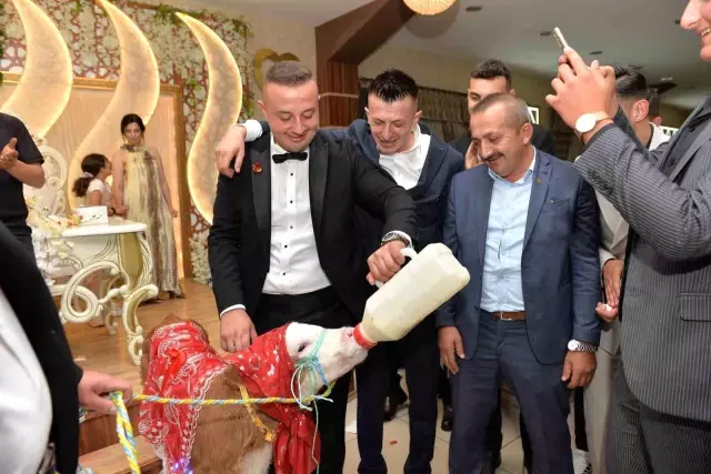 A Calf Was Given as a Wedding Gift in Kastamonu