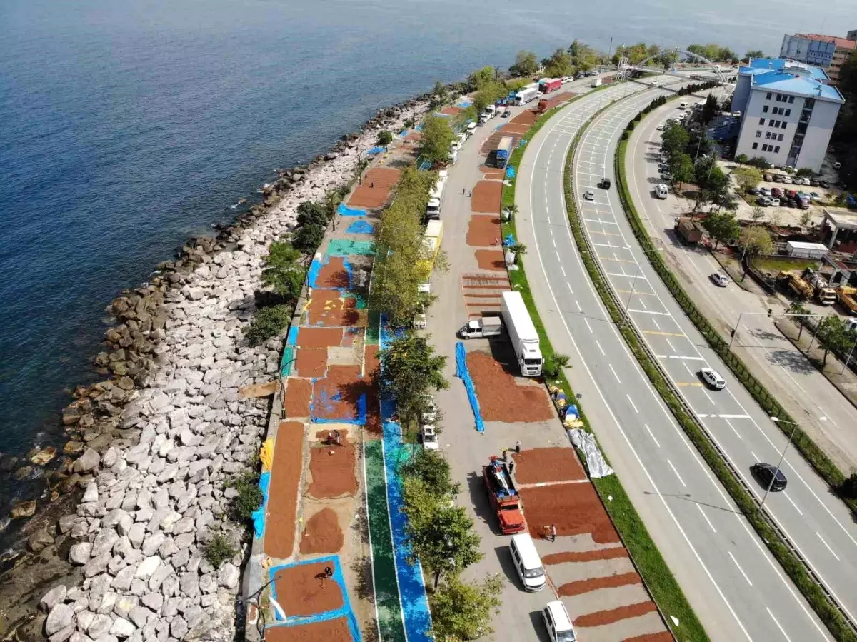 Giresun'da Fındık Hasadı Sona Erdi, Üreticiler Kurutma Zorluğu Yaşıyor