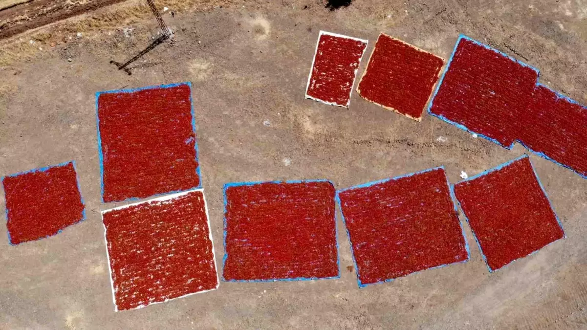 Kahramanmaraş'ta Maraş Biberi Hasat Dönemi Başladı