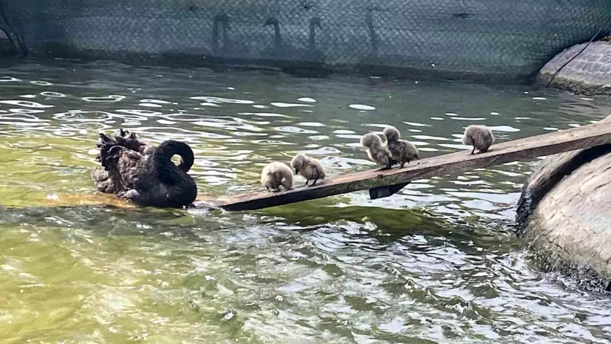 Kuğulu Park'ta 5 Kuğu Yavrusu Dünyaya Geldi