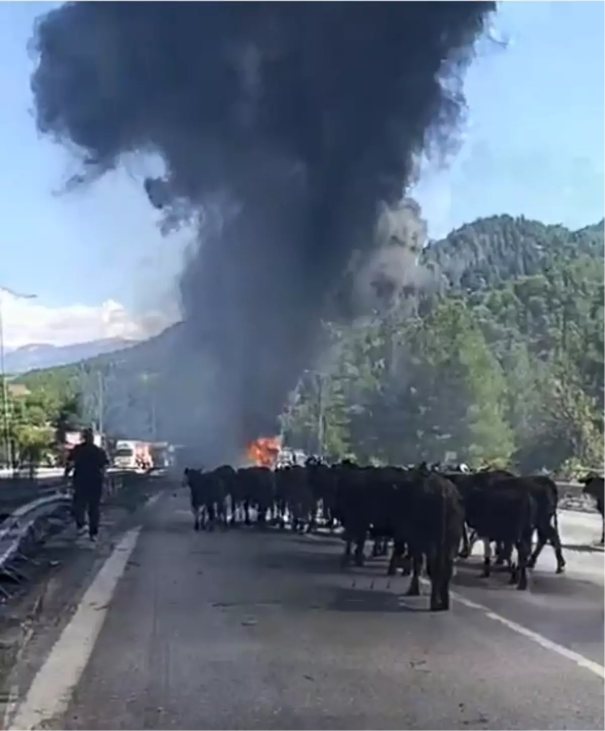 Adana'da Otoyolda Yanan TIR'daki Hayvanlar Tahliye Edildi