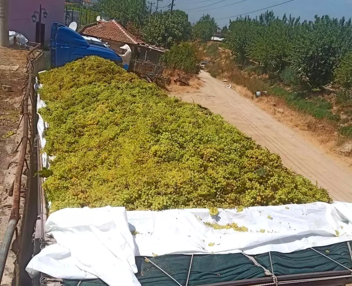 Sarıgöl'de Şaraplık Üzüm Alımları Devam Ediyor