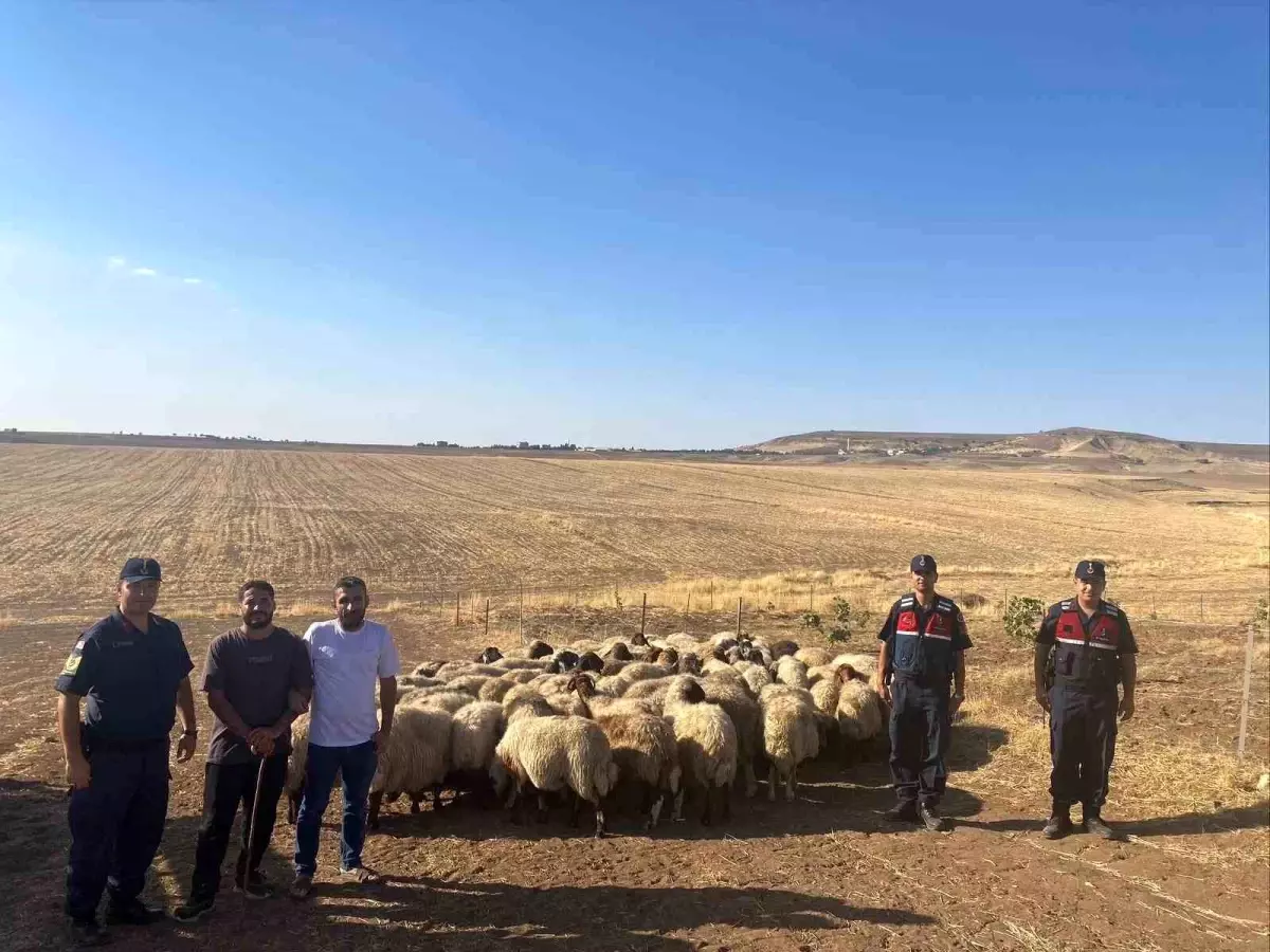 Batman'da Uykuya Dalan Çobanın Kayıp Koyunları Drone ile Bulundu