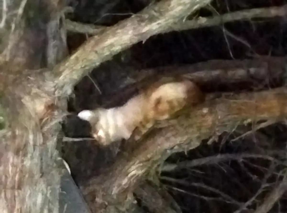 Konya'da Mahsur Kalan Kedi İtfaiye Tarafından Kurtarıldı